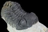 Bargain, Morocops Trilobite - Visible Eye Facets #91918-1